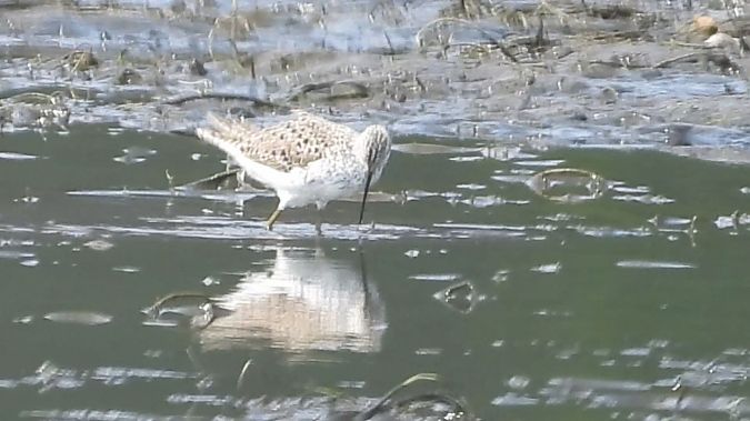 Teichwasserläufer  - Andrzej Szwarbuła