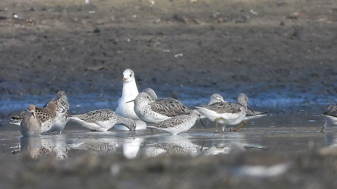 Teichwasserläufer  - Andrzej Szwarbuła