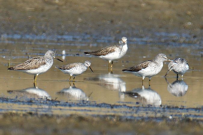 brodziec pławny  - Andrzej Szwarbuła