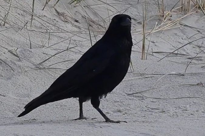 Rabenkrähe  - Tomasz Wojciechowski