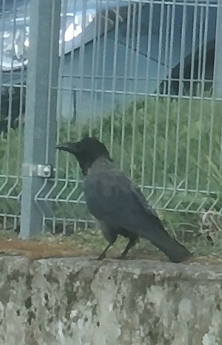 wrona (hybryd siwa x czarnowron)  - Maja Witoszyńska