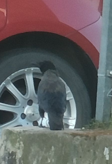 Hybride Corneille noire x mantelée  - Maja Witoszyńska