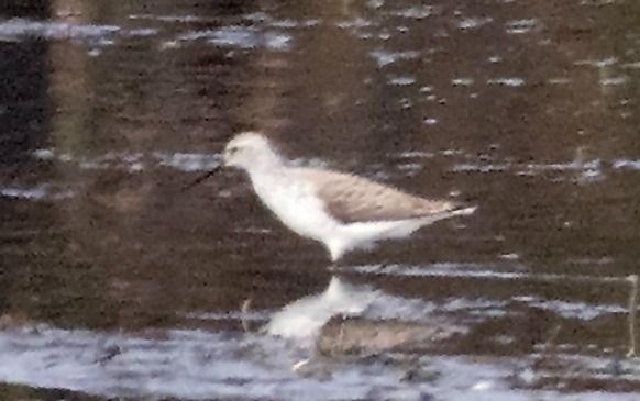 Teichwasserläufer  - Tadeusz Drazny
