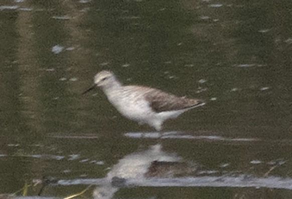 Teichwasserläufer  - Tadeusz Drazny