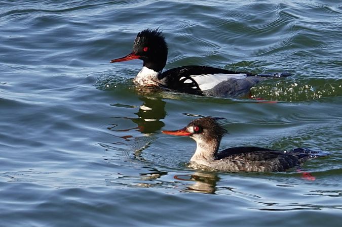 Harle huppé  - Grażyna Gołuchowska