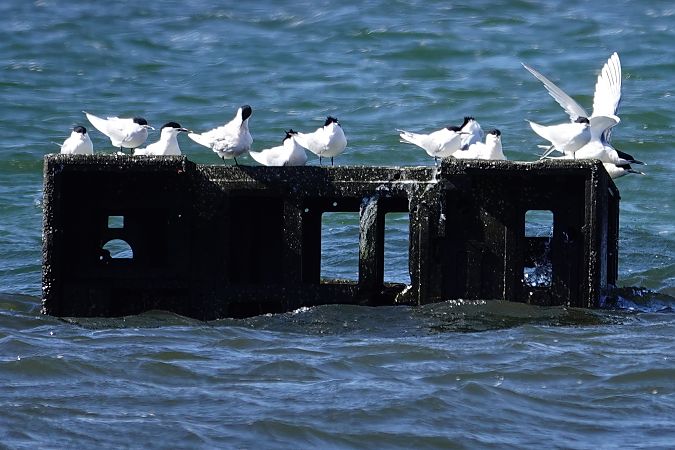 Sterne caugek  - Grażyna Gołuchowska