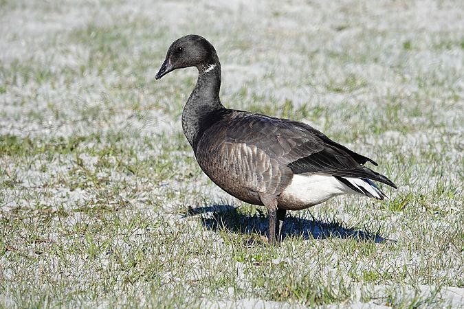 bernikla obrożna  - Grażyna Gołuchowska
