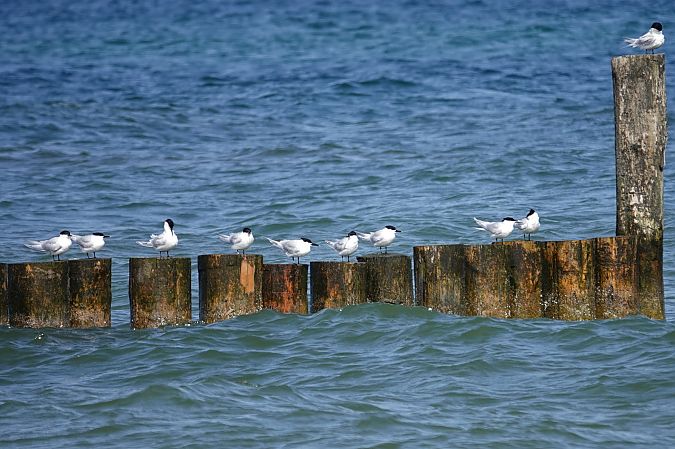 rybitwa czubata  - Grażyna Gołuchowska