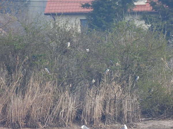 ślepowron  - Mirosław Nowicki