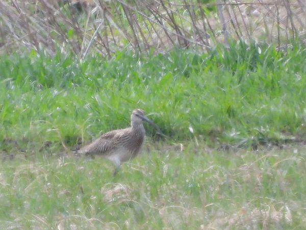 kulik mniejszy  - Mirosław Nowicki