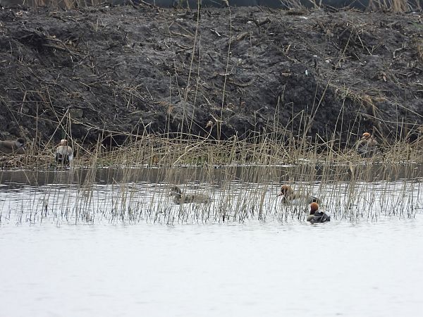 hełmiatka  - Mirosław Nowicki