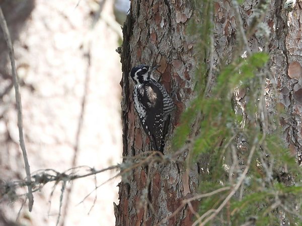 Dreizehenspecht  - Mirosław Nowicki