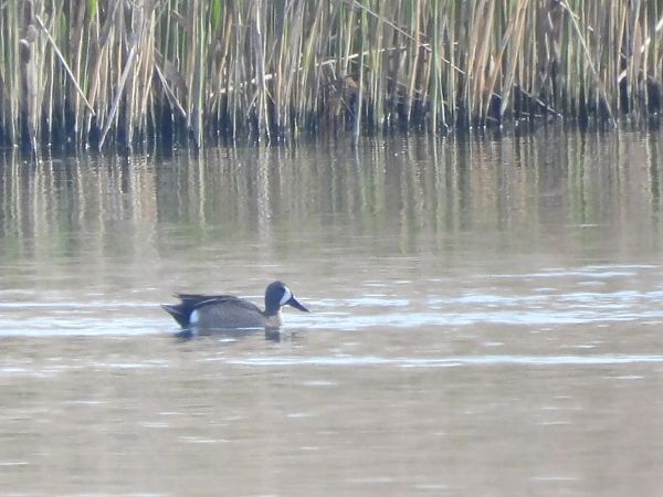 cyranka modroskrzydła  - Mirosław Nowicki