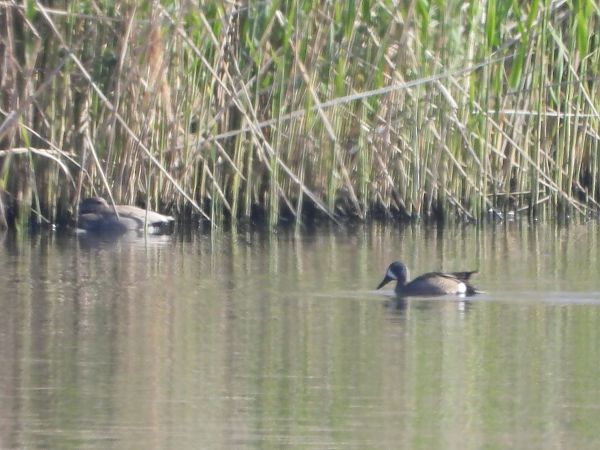 cyranka modroskrzydła  - Mirosław Nowicki