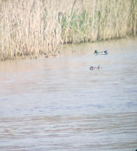 cyranka modroskrzydła  - Jakub Cichy