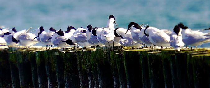 rybitwa czubata  - Waldemar Abucewicz