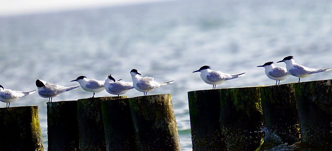 Brandseeschwalbe  - Waldemar Abucewicz