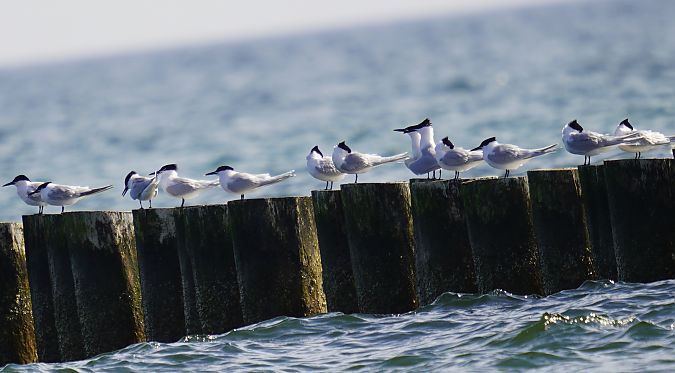 Brandseeschwalbe  - Waldemar Abucewicz