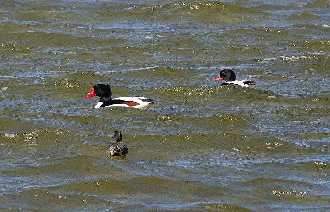 Brandgans  - Szymon Grygiel