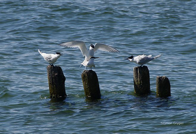 rybitwa czubata  - Szymon Grygiel