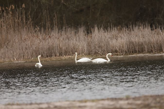 łabędź niemy  - Henryk Piernikarczyk