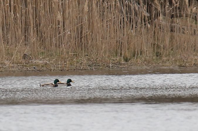 krzyżówka  - Henryk Piernikarczyk
