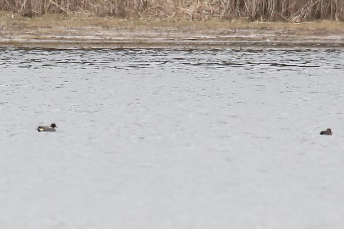 cyraneczka  - Henryk Piernikarczyk