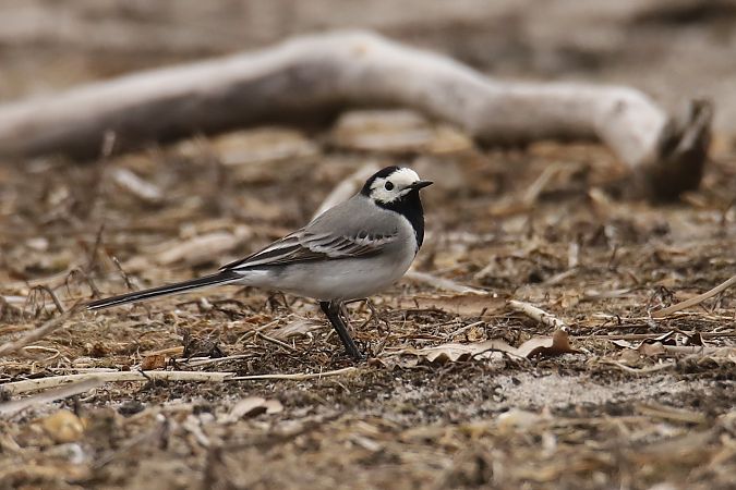 pliszka siwa  - Henryk Piernikarczyk