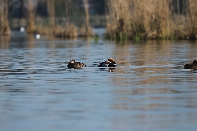 hełmiatka  - Henryk Piernikarczyk