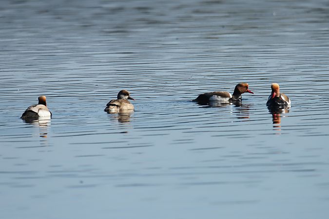 hełmiatka  - Henryk Piernikarczyk