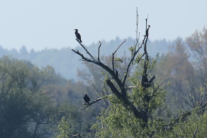 kormoran  - Henryk Piernikarczyk