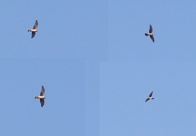 błotniak stepowy  - Jakub Szuksztul