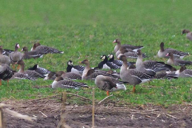 bernikla białolica  - Andrzej Sulej