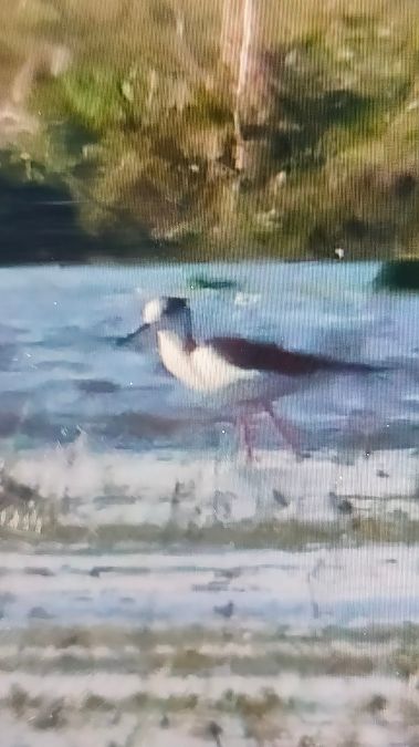 szczudłak  - Lech Antkowiak