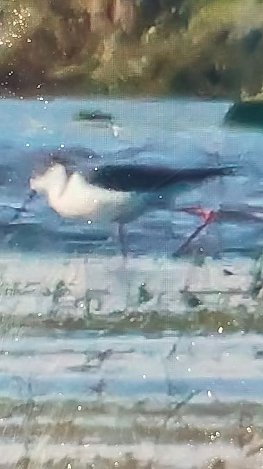 szczudłak  - Lech Antkowiak