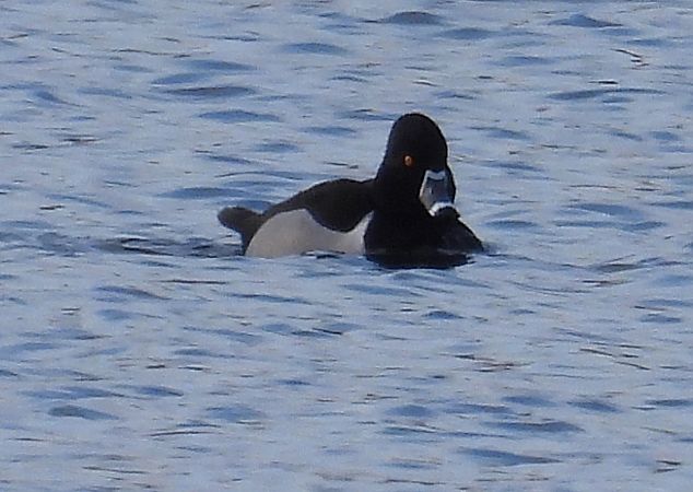 czerniczka  - Ewa Mokrzycka-Moc