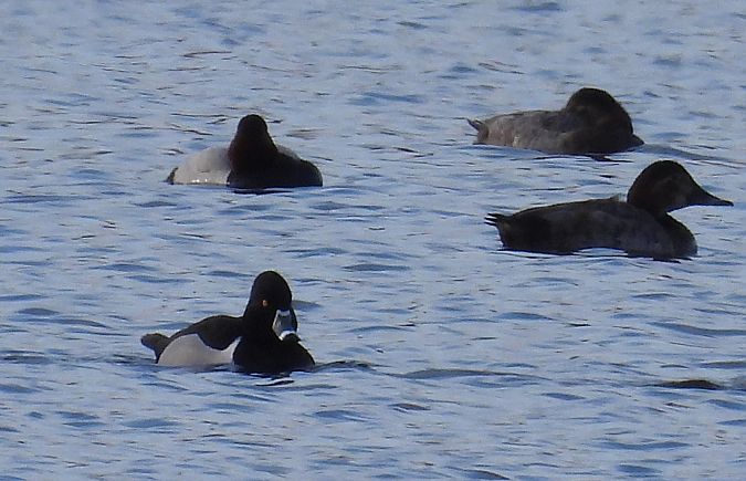 Ringschnabelente  - Ewa Mokrzycka-Moc