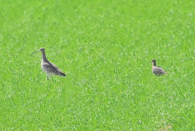 kulik mniejszy  - Zbigniew Balcerzak