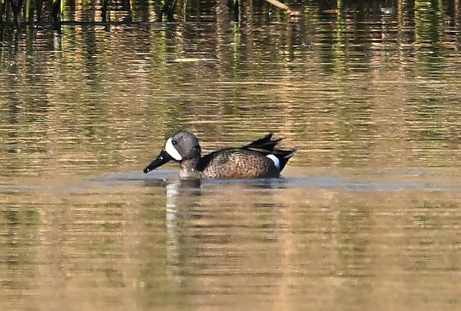 cyranka modroskrzydła  - Zbigniew Balcerzak