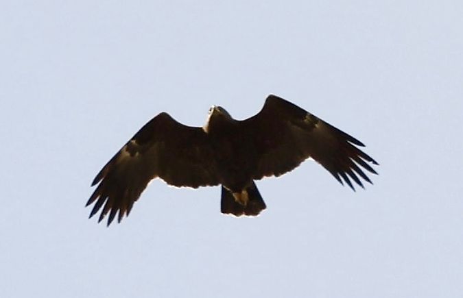 orlik grubodzioby  - Monika Turczyńska