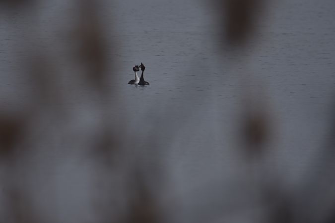 Great Crested Grebe  - Wojciech Kowalski