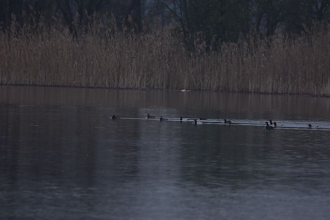 Common Pochard  - Wojciech Kowalski
