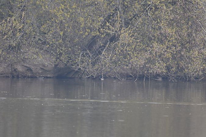 Gadwall  - Wojciech Kowalski