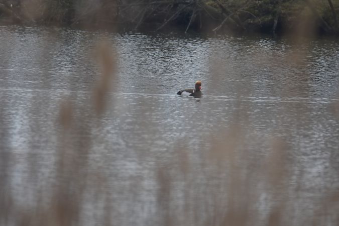 hełmiatka  - Wojciech Kowalski