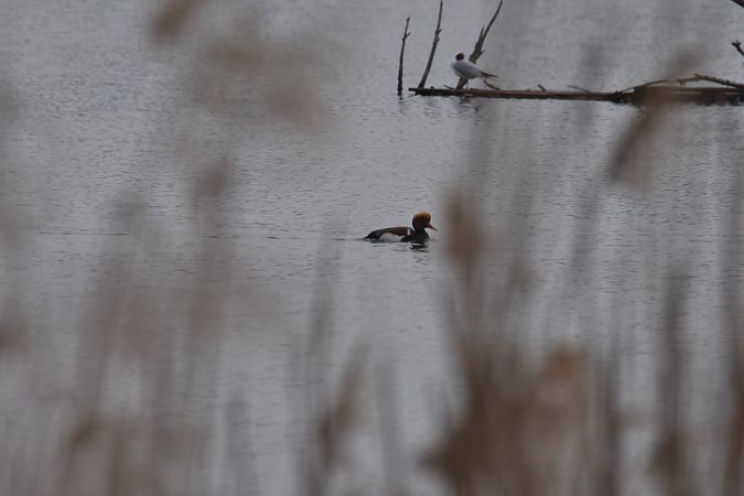 hełmiatka  - Wojciech Kowalski