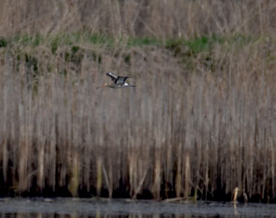 Black-tailed Godwit  - Wojciech Kowalski