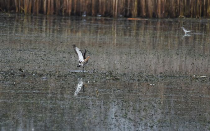 Uferschnepfe  - Wojciech Kowalski