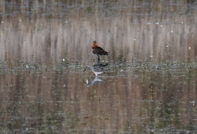 Uferschnepfe  - Wojciech Kowalski