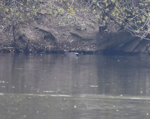 Schnatterente  - Wojciech Kowalski