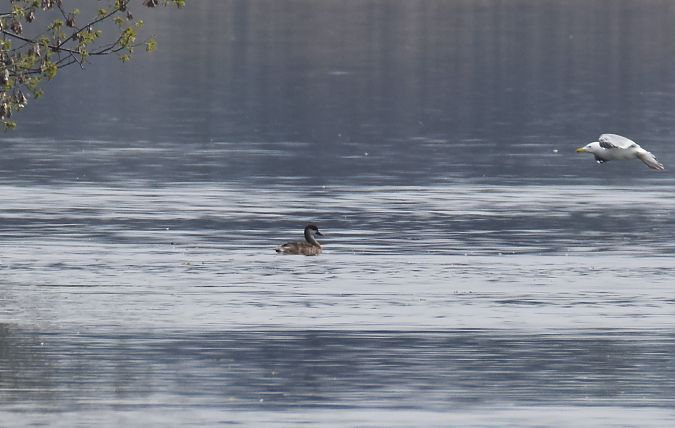 hełmiatka  - Wojciech Kowalski
